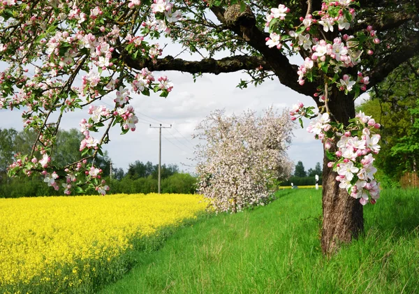 stock image Flowering tree