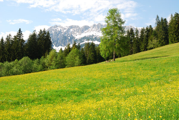 Wilder Kaiser mountains in the alps of Austria