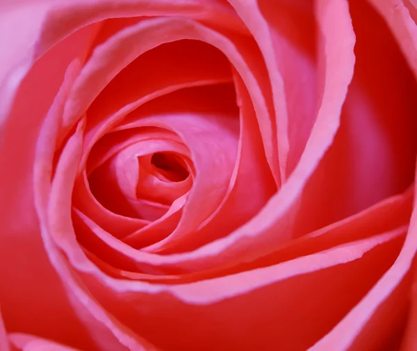 Крупный план розового розового цветка — стоковое фото