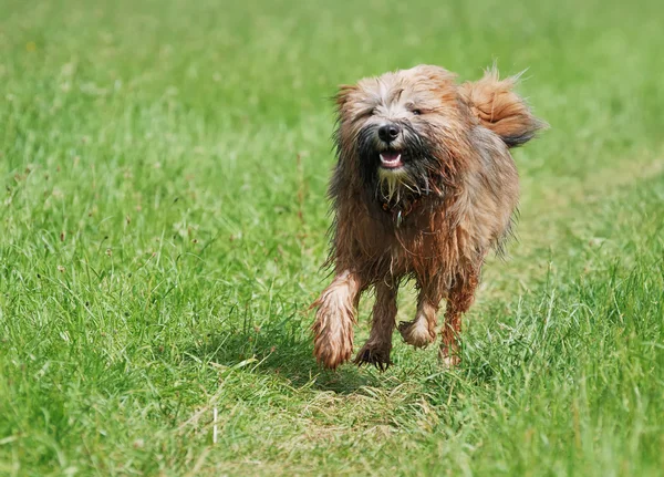 Perro Terrier tibetano —  Fotos de Stock