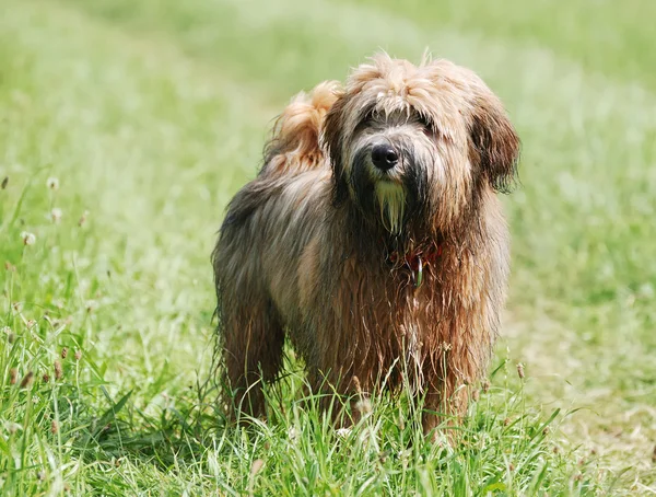 Cão terrier tibetano — Fotografia de Stock