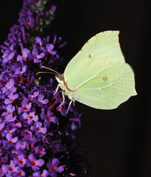 Brimstone butterfly — Stock Photo, Image