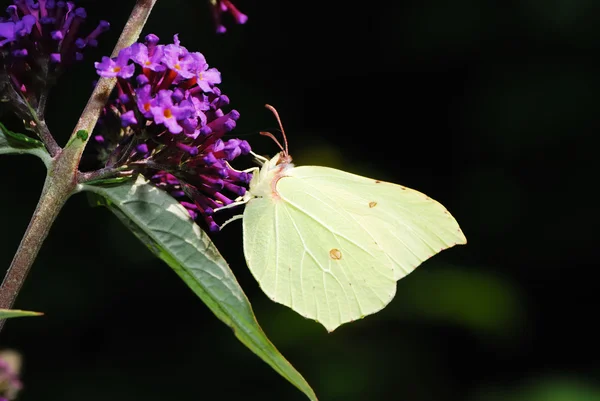 Brimstone butterfly — Stock Photo, Image