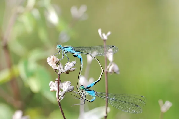 交配的蜻蜓 — 图库照片