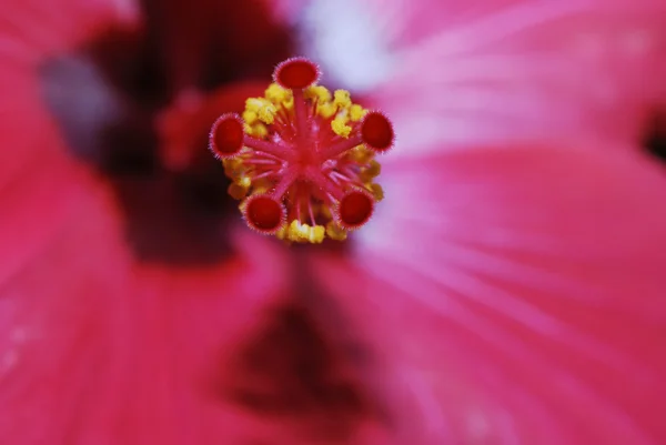 stock image Hibiscus