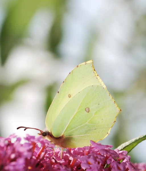Farfalla di rimbalzo — Foto Stock