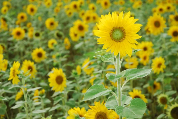 stock image Sunflowers