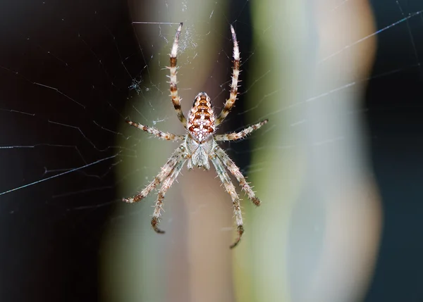 Çapraz örümcek — Stok fotoğraf