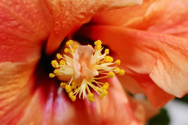 stock image Orange hibiscus