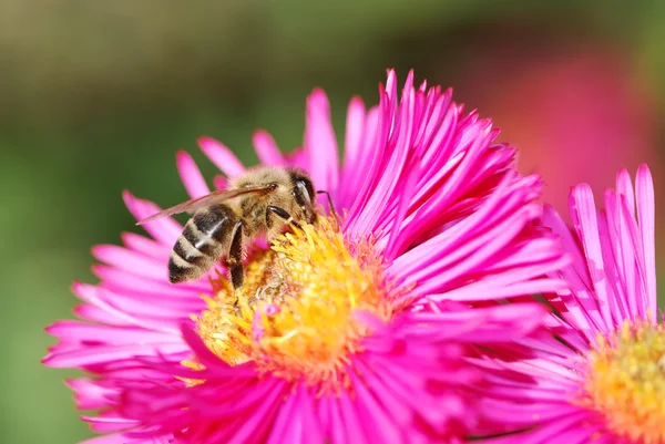 Abeja coleccionando polen en una flor de aster rosa —  Fotos de Stock
