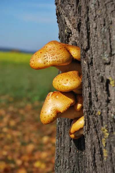 Cogumelos de árvores — Fotografia de Stock