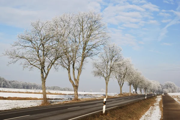 Árvores congeladas — Fotografia de Stock