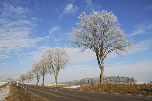 Frostat träd — Stockfoto
