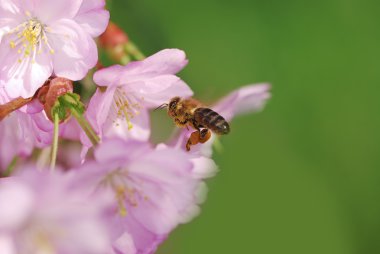 pembe kiraz çiçekleri, bal arısı