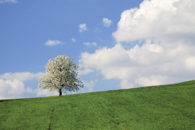 Çiçek açan Ağaç