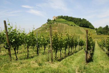 Castle on a vineyard clipart