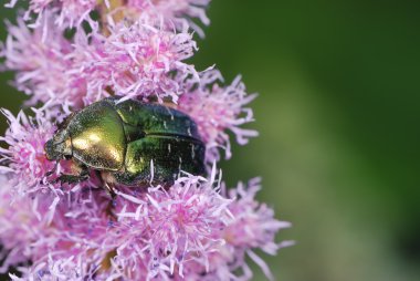 Gül chafer