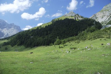Mountain pasture in Tirol clipart