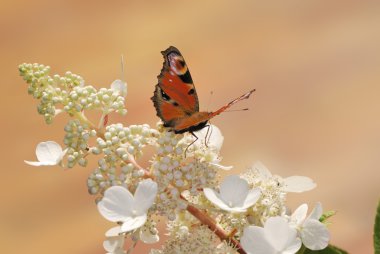 Butterfly and flower clipart