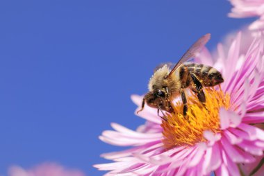 polen toplama bal arısı