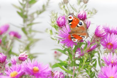 Flowers and Butterfly clipart