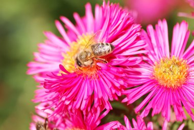 bir pembe aster çiçek polen toplama bal arısı