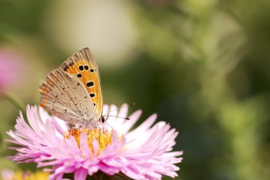 Asters with buttefly clipart