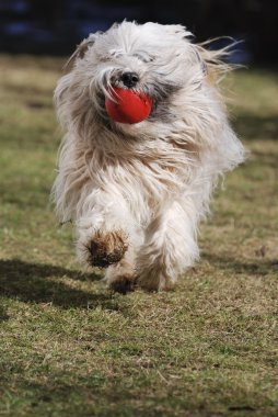 Tibet terrier köpek koşma