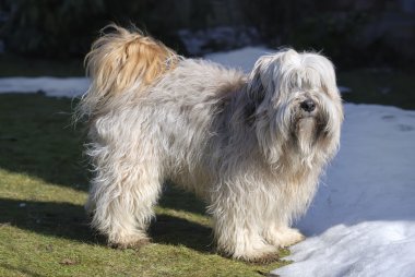 Tibetan Terrier clipart