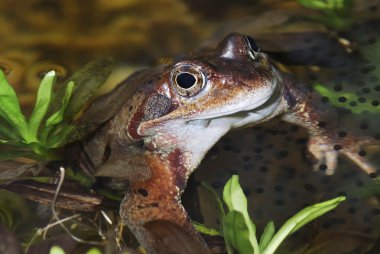 Grass frog clipart