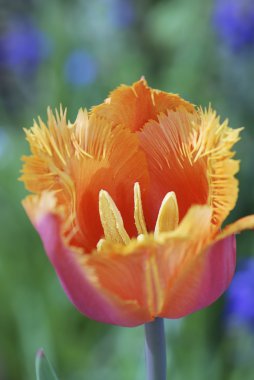 Orange tulip çiçek