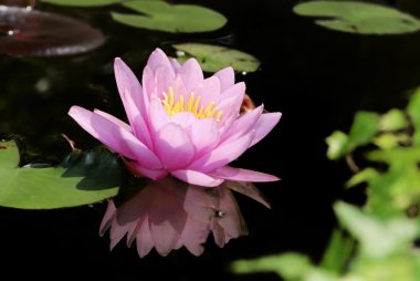 pembe lotus