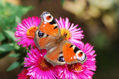 Peacock butterfly clipart