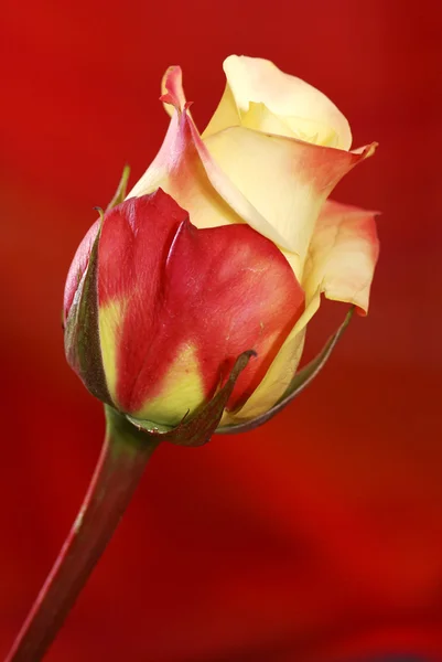 Цветок розы на красный — стоковое фото