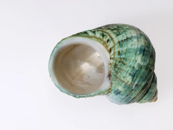 Snail-Shell — Stock Photo, Image
