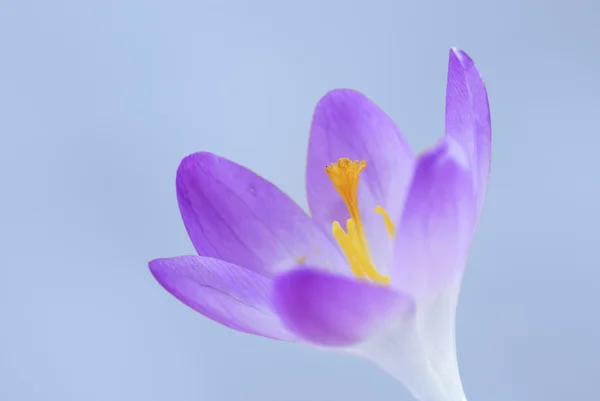 Fiore di croco in primavera — Foto Stock