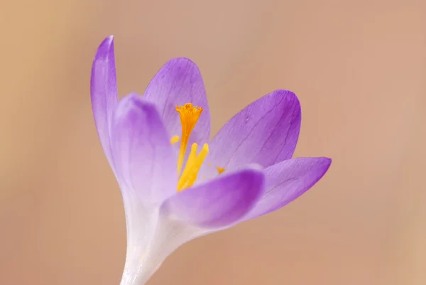 stock image Crocus flower in spring