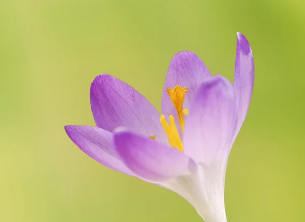 Цветок крокус весной — стоковое фото
