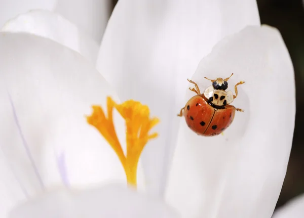 Crocus blossom wiht Ladybug — Stock Photo, Image