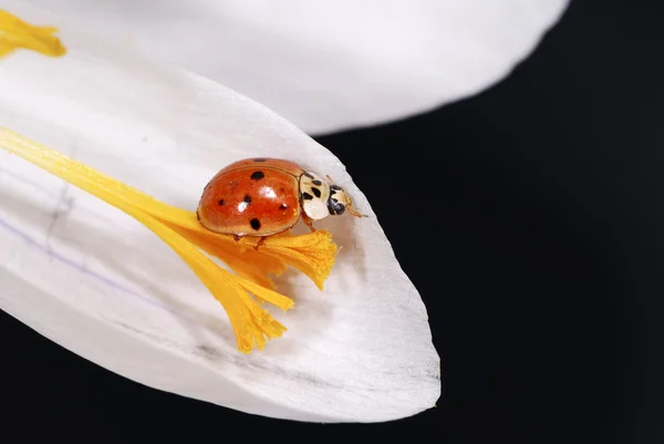 무당벌레와 크 로커 스 꽃 — 스톡 사진