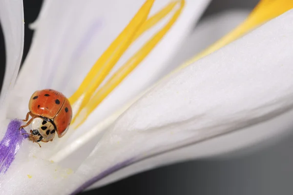 番红花盛开的瓢虫 — 图库照片