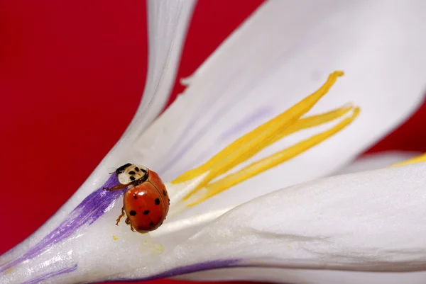 番红花盛开的瓢虫 — 图库照片