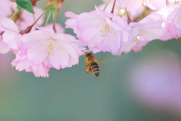 Honingbij op roze kersenbloesem — Stockfoto