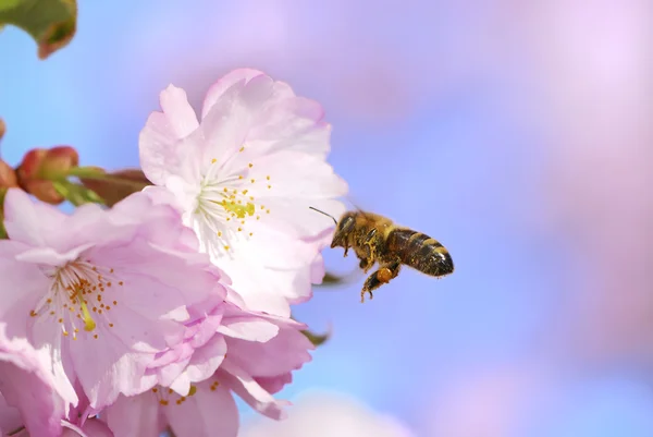 Abelha de mel em flores de cereja rosa — Fotografia de Stock