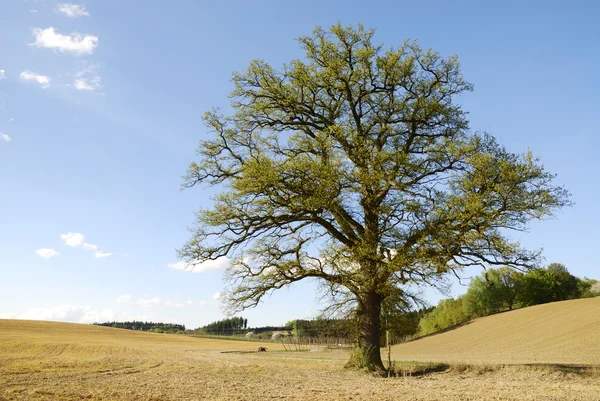 stock image Lonely tree