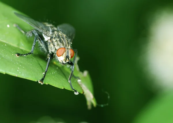 Fliege sitzt auf einem grünen Blatt — Stockfoto