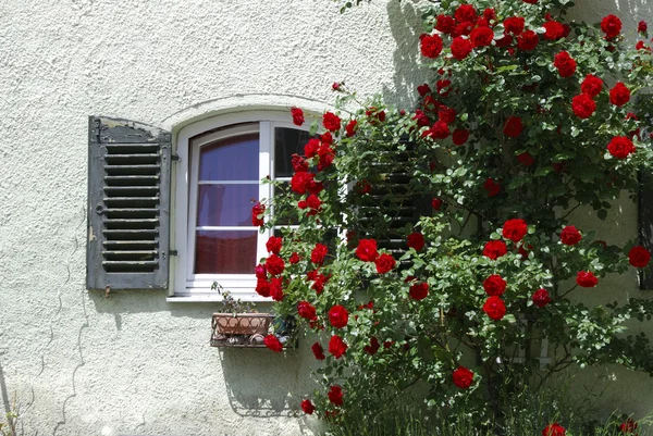 Stock image Window and roses