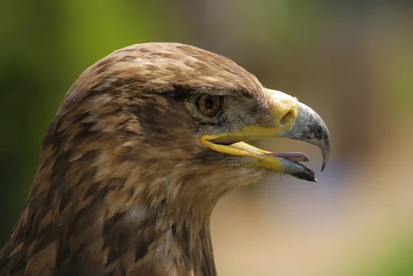 stock image Eagle