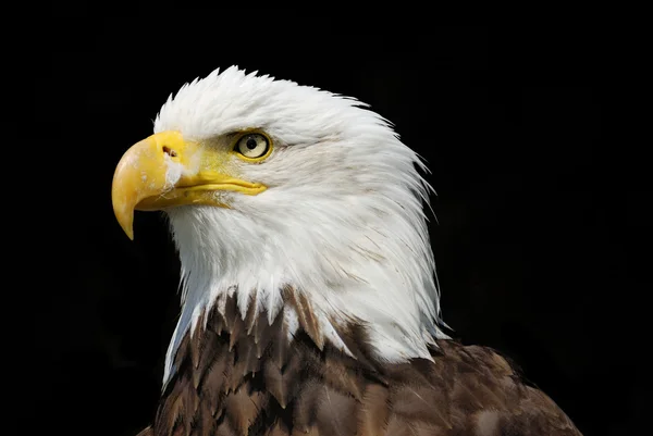 stock image Eagle