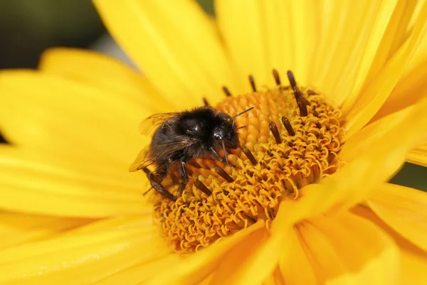 Bumble bee — Stock Photo, Image